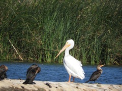 Pelecanus erythrorhynchos