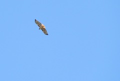 Buteo jamaicensis
