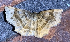 Metarranthis indeclinata