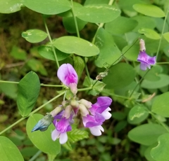 Lathyrus polyphyllus