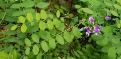 Lathyrus polyphyllus