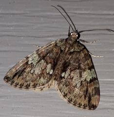 Hydriomena renunciata