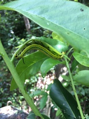 Macroglossum passalus