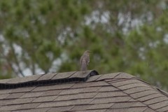 Mimus polyglottos image