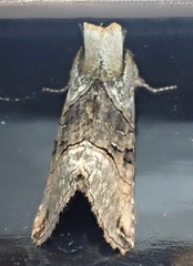 Abrostola tripartita