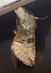 Abrostola tripartita