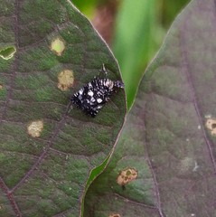 Elasmoscelis perforata