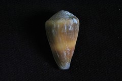 Image of Conus frigidus