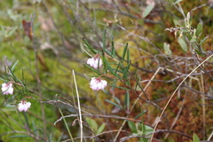 Andromeda polifolia glaucophylla