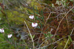 Andromeda polifolia glaucophylla