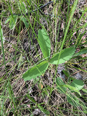 Fragaria virginiana platypetala