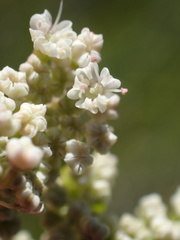 Perideridia parishii parishii