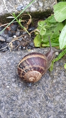 Cornu aspersum