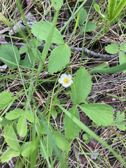 Fragaria virginiana platypetala