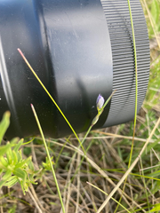 Sisyrinchium idahoense