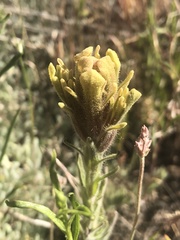 Castilleja cinerea