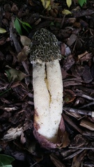 Phallus hadriani