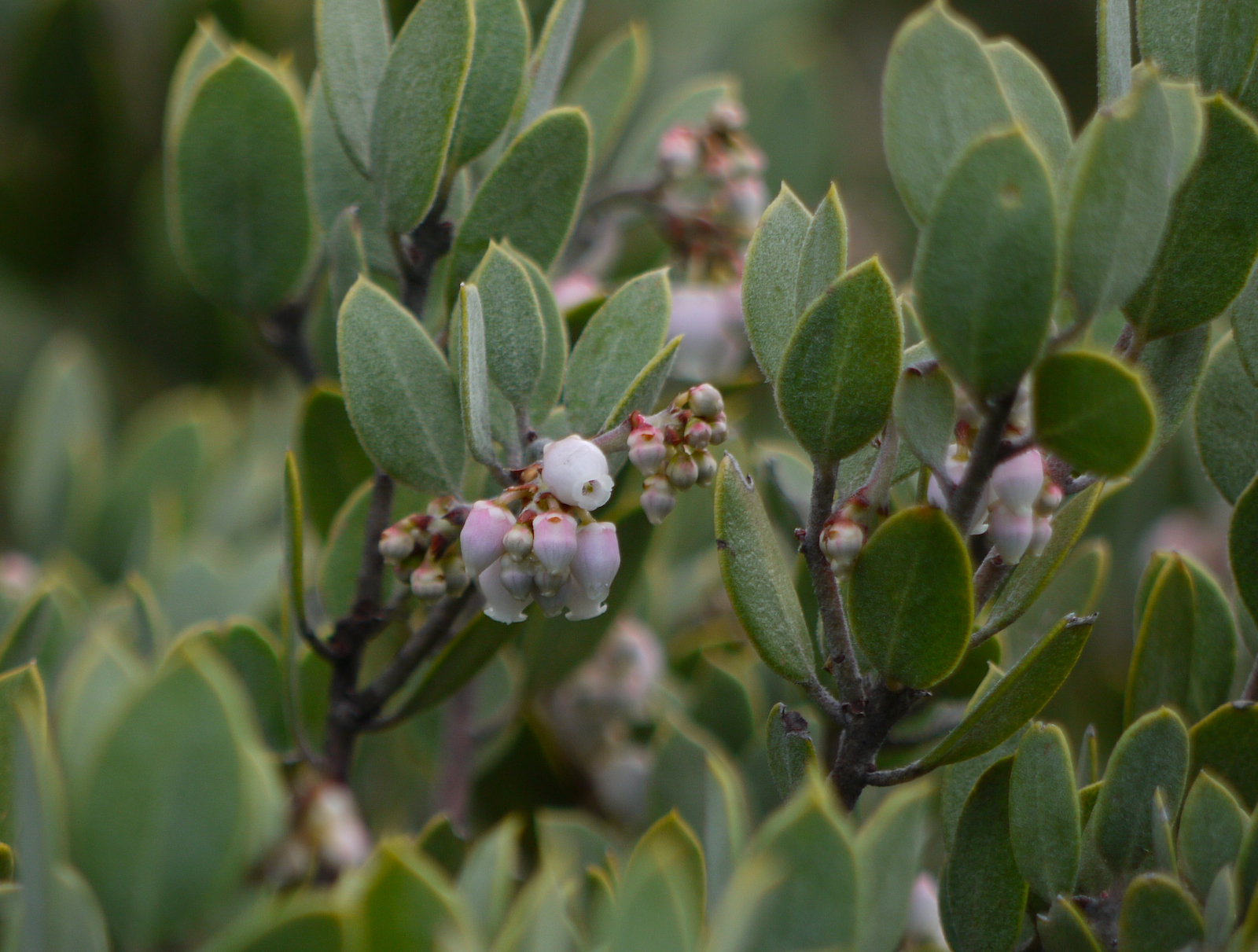 Arctostaphylos virgata