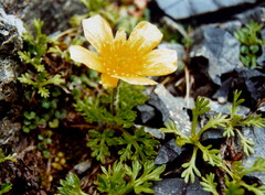 Ranunculus sericophyllus