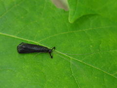 Mystacides sepulchralis