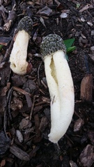 Phallus hadriani