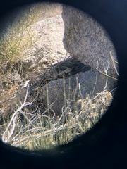 Sceloporus uniformis