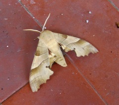 Marumba quercus