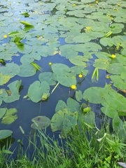 Nuphar lutea