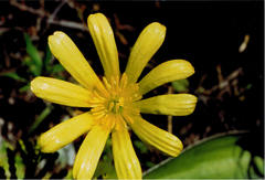 Ranunculus verticillatus