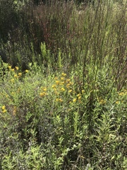 Hypericum scouleri