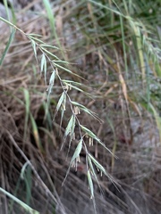 Elymus svensonii