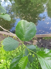 Alnus glutinosa