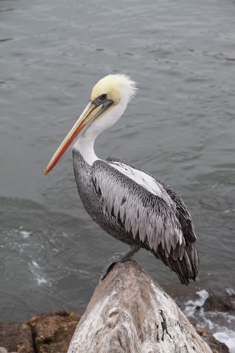 Peruvian Pelican (Pelecanus thagus) · iNaturalist