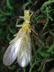 Chloroperlidae