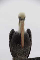Pelecanus thagus