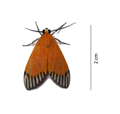 Uranophora walkeri