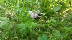 Hydrophyllum virginianum