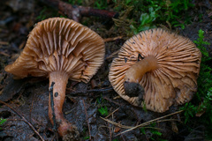 Lactarius occidentalis