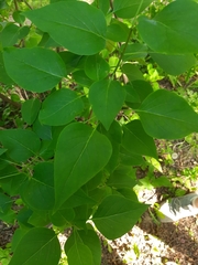 Syringa vulgaris