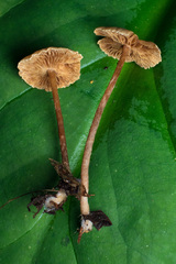 Naucoria escharioides