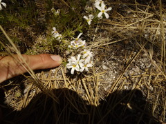 Leptosiphon melingii