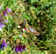 Hemaris fuciformis