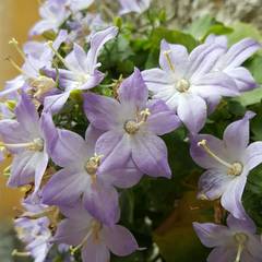 Campanula isophylla