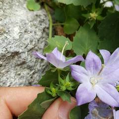 Campanula isophylla
