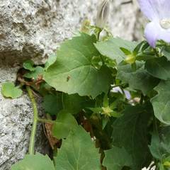 Campanula isophylla