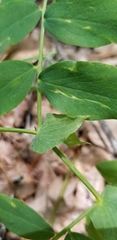 Lathyrus polyphyllus