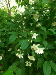 Philadelphus coronarius