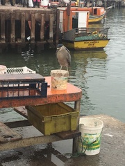 Nycticorax nycticorax