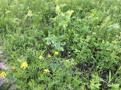 Thalictrum dasycarpum