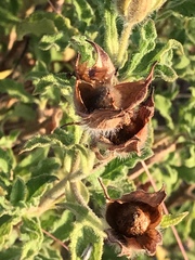 Cistus creticus eriocephalus